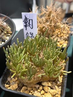 （分類：）位於 。 由 howgoodmythings 提交（商品編號 1321896401，圖片 1）。簡介： 。