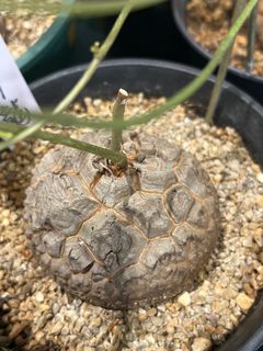 （分類：）位於 。 由 howgoodmythings 提交（商品編號 1321909823，圖片 1）。簡介： 。