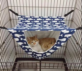 (Category: ) located in . Submitted by Bonza (Listing ID 1321843569, Image 1). Description: .