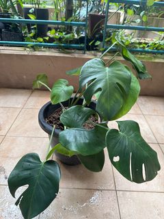 (Category: ) located in . Submitted by magdapoljas (Listing ID 1322108745, Image 1). Description: .
