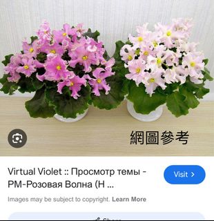 （分類：）位於 。 由 sellring 提交（商品編號 1322107549，圖片 1）。簡介： 。