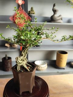 (Category: ) located in . Submitted by hongmeiliu06 (Listing ID 1322108828, Image 1). Description: .