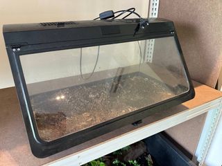 (Category: ) located in . Submitted by ntlc_plants (Listing ID 1322148017, Image 1). Description: .