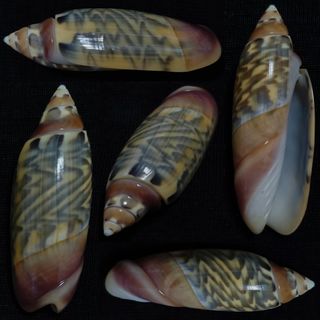 (Category: ) located in . Submitted by agape333 (Listing ID 1322162660, Image 1). Description: .