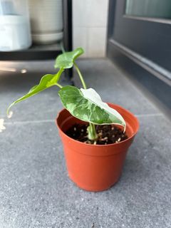 （分類：）位於 。 由 plantsharing 提交（商品編號 1322246676，圖片 1）。簡介： 。