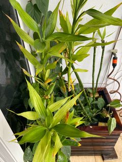 (Category: ) located in . Submitted by royalmaxusa (Listing ID 1322247742, Image 1). Description: .