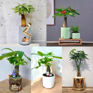 (Category: ) located in . Submitted by sgflorist (Listing ID 100437902, Image 1). Description: .