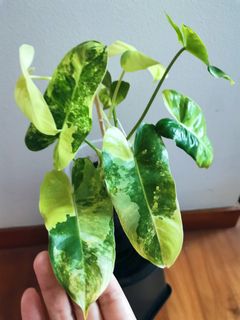 (Category: ) located in . Submitted by plantendy (Listing ID 1322303086, Image 1). Description: .