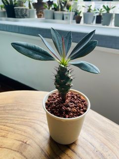 （分類：）位於 。 由 qualitylife.plants 提交（商品編號 1322383004，圖片 1）。簡介： 。