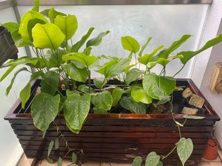 (Category: ) located in . Submitted by royalmaxusa (Listing ID 1322249698, Image 1). Description: .