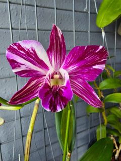 (Category: ) located in . Submitted by orchid_corner (Listing ID 1317302493, Image 1). Description: .