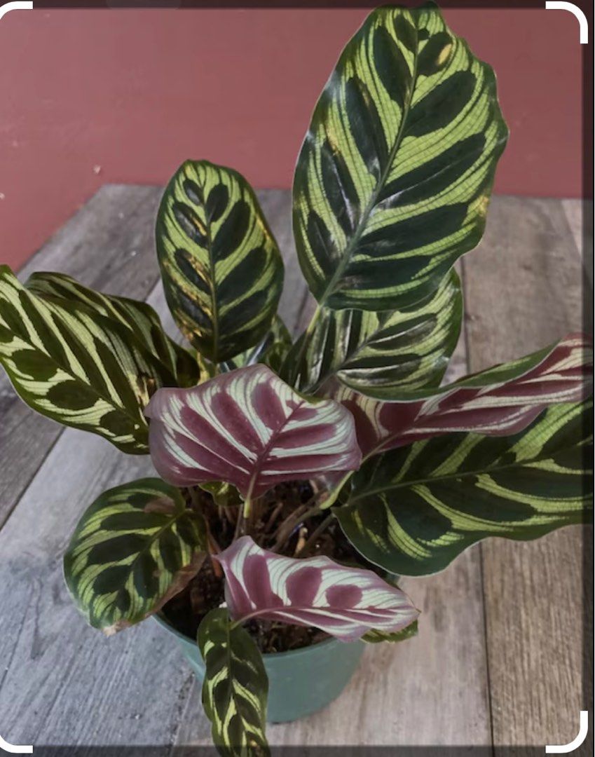 Peacock Plants Calathea roseopict indoor feng shui plant, Furniture & Home  Living, Gardening, Plants & Seeds on Carousell