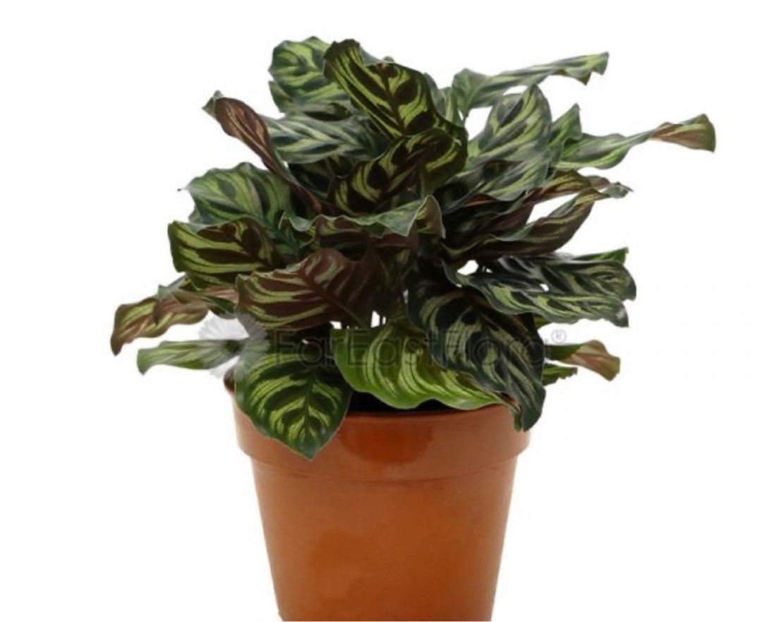 Peacock Plants Calathea roseopict indoor feng shui plant, Furniture & Home  Living, Gardening, Plants & Seeds on Carousell