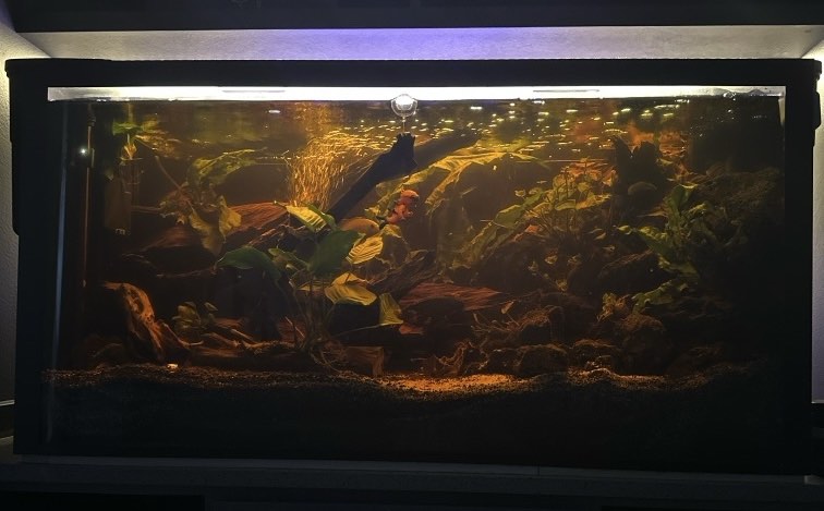 Fish tank full setup, Pet Supplies, Homes Other Pet Accessories