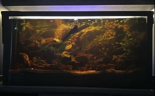(Category: ) located in . Submitted by kin75902 (Listing ID 1322625071, Image 1). Description: .