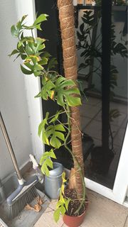 (Category: ) located in . Submitted by royalmaxusa (Listing ID 1322674967, Image 1). Description: .