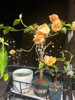 （分類：）位於 。 由 sweet5665 提交（商品編號 1318042140，圖片 1）。簡介： 。