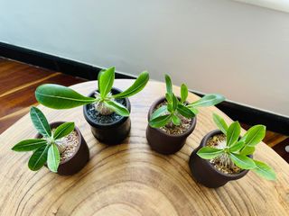 （分類：）位於 。 由 qualitylife.plants 提交（商品編號 1317911836，圖片 1）。簡介： 。