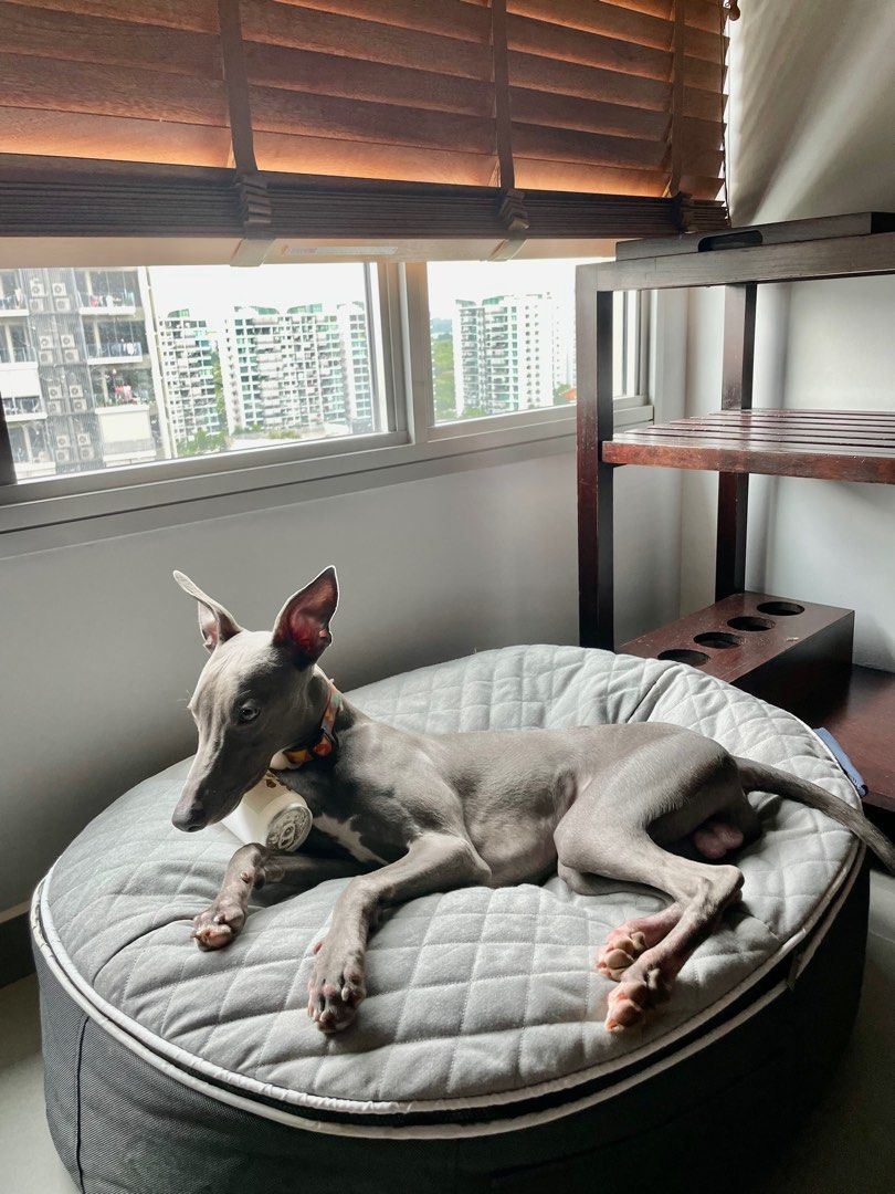 Authentic Ambient Lounge Dog Bed Pet Supplies Homes Other Pet Accessories on Carousell