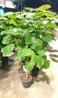 (Category: ) located in . Submitted by urban.cultivar (Listing ID 1318004258, Image 1). Description: .