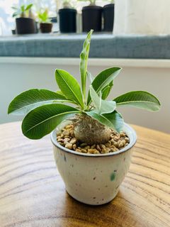 （分類：）位於 。 由 qualitylife.plants 提交（商品編號 1317912362，圖片 1）。簡介： 。