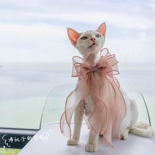 （分類：）位於 。 由 denebray 提交（商品編號 1322888357，圖片 1）。簡介： 。