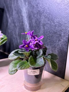 （分類：）位於 。 由 cc_agave 提交（商品編號 1322820151，圖片 1）。簡介： 。