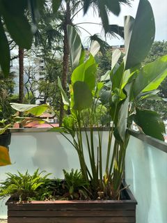 (Category: ) located in . Submitted by royalmaxusa (Listing ID 1322756597, Image 1). Description: .