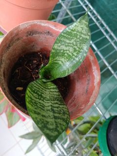 （分類：）位於 。 由 chaningrid981 提交（商品編號 1322746204，圖片 1）。簡介： 。