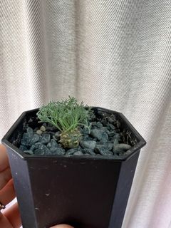 （分類：）位於 。 由 CCCCH 提交（商品編號 1322962303，圖片 1）。簡介： 。