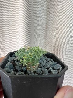 （分類：）位於 。 由 CCCCH 提交（商品編號 1322963156，圖片 1）。簡介： 。