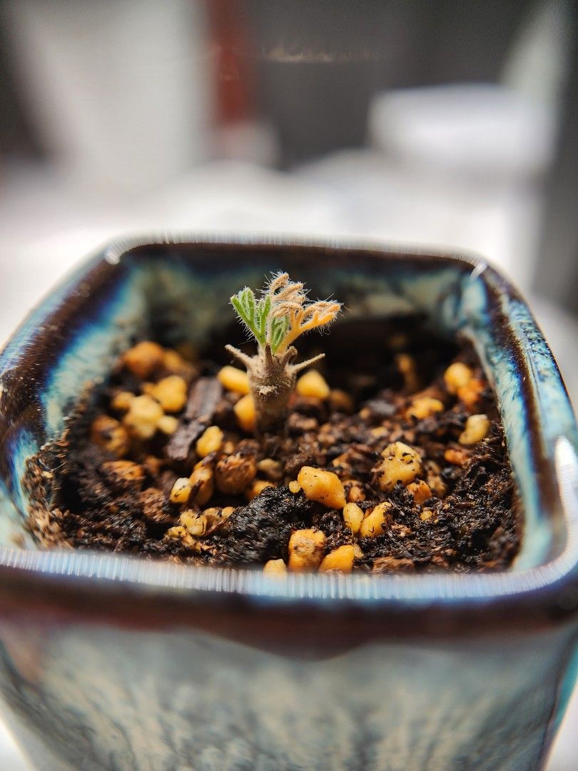 多肉植物 モンソニア ペニクリナム モフェット 極上美株 発根