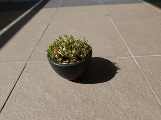 (Category: ) located in . Submitted by excess.plants (Listing ID 1322920398, Image 1). Description: .