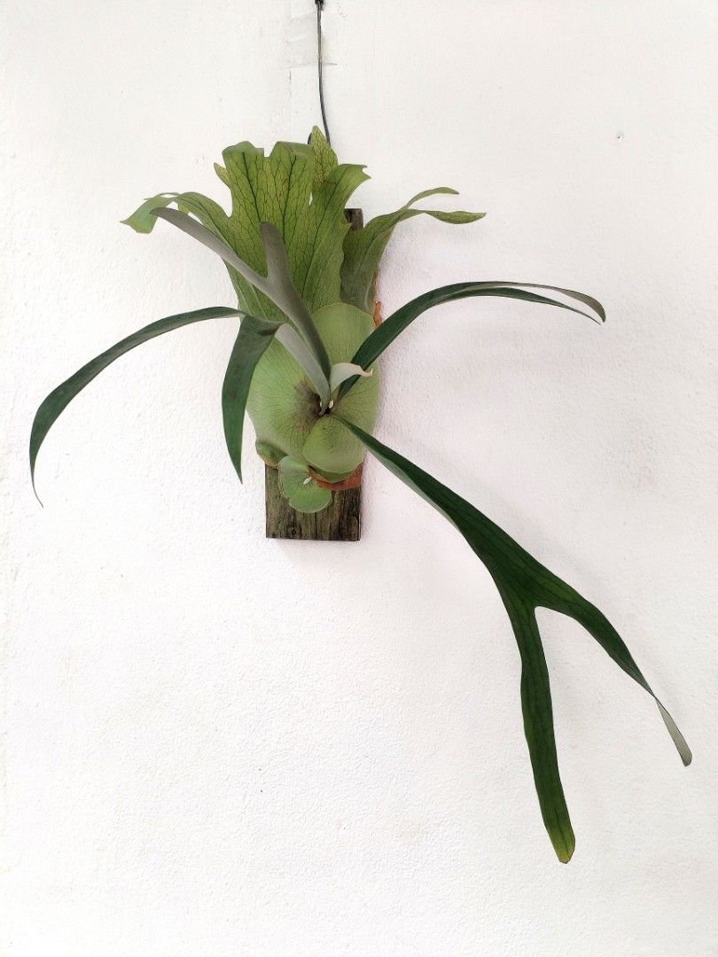 Platycerium Walrusii, Furniture & Home Living, Gardening