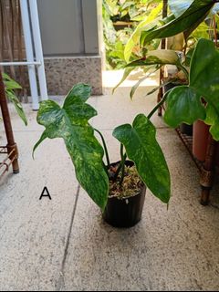（分類：）位於 。 由 hea.plants 提交（商品編號 1256563212，圖片 1）。簡介： 。