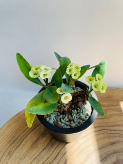 （分類：）位於 。 由 qualitylife.plants 提交（商品編號 1318216823，圖片 1）。簡介： 。