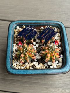 (Category: ) located in . Submitted by tas07 (Listing ID 1318182143, Image 1). Description: .