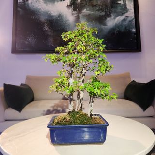 (Category: ) located in . Submitted by bonsai_inc (Listing ID 1318144007, Image 1). Description: .