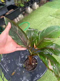 (Category: ) located in . Submitted by ntlc_plants (Listing ID 1318164783, Image 1). Description: .