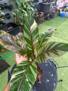 (Category: ) located in . Submitted by ntlc_plants (Listing ID 1318164926, Image 1). Description: .