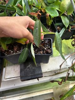 (Category: ) located in . Submitted by ntlc_plants (Listing ID 1318164510, Image 1). Description: .