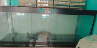(Category: ) located in . Submitted by apitfirdaus (Listing ID 1318276631, Image 1). Description: .