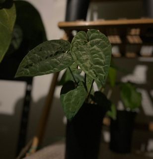 (Category: ) located in . Submitted by meeplants (Listing ID 1315352671, Image 1). Description: .