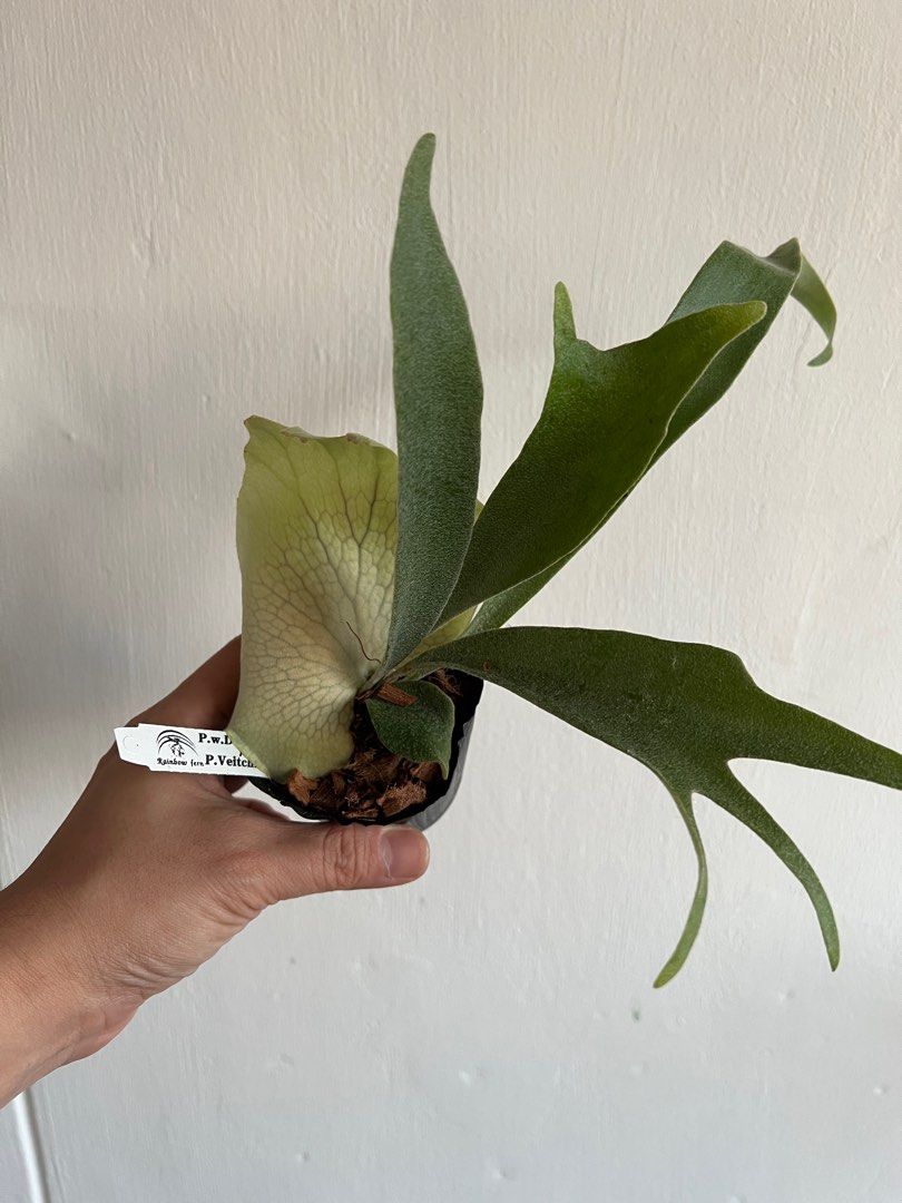 ビカクシダ 【ドワーフ タツタ】P.willinckii dwarf Tatsuta