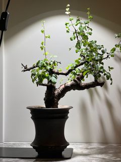 （分類：）位於 。 由 f.lam11 提交（商品編號 1317647562，圖片 1）。簡介： 。