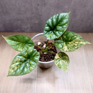 (Category: ) located in . Submitted by wanhsin (Listing ID 1318603215, Image 1). Description: .