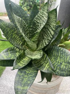(Category: ) located in . Submitted by matcy (Listing ID 1318532614, Image 1). Description: .