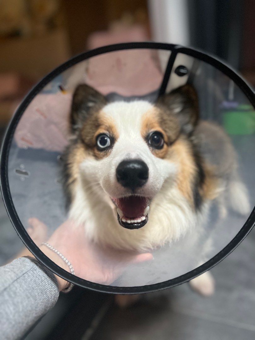 Pet E-Collar (Category: Homes & Other Pet Accessories) located in Singapore. Submitted by kristopheryong (Listing ID 1318600968, Image 1). Description: Brand new. Only try once on my dog but he is scared of it so decided to sell away. My dog is 13kg, can fit from 5-18kg. Prevent from licking Quite pricey when I bought it, letting go at $20 as it’s in perfect condition .
