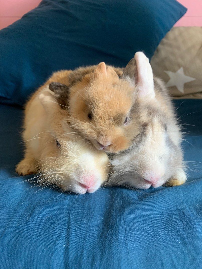 Rabbit and Hamster boarding (Category: Pet Care Services) located in Singapore. Submitted by aisyahdingdong (Listing ID 1318561002, Image 1). Description: RABBIT BOARDING I HAVE 1 rabbit at home and 2 dwarf hamster and i will be able to take in rabbits and hamster . I’m an experienced in all of this small animals. dm me for price and more details .