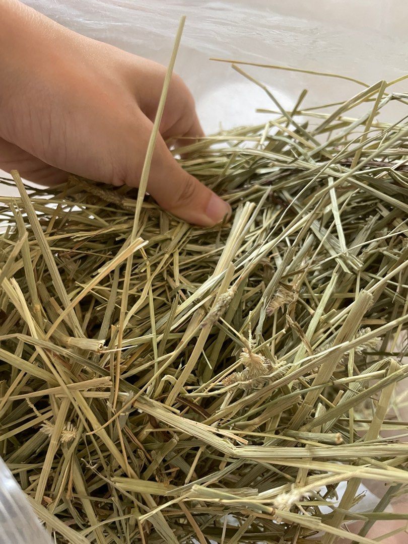 View of Timothy hay (guinea pig; rabbit), Pet Supplies, Pet Food on Carousell